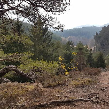 Ferienwohnung Waldliebe Hinterweidenthal エクステリア 写真